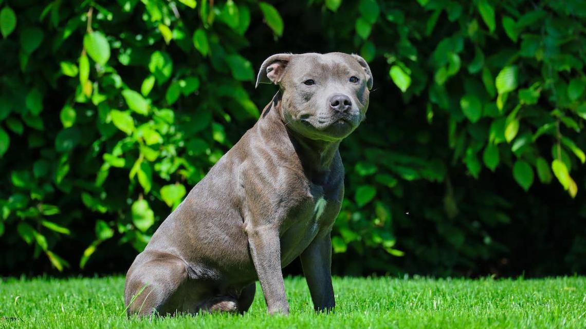 Gray Staffordshire Terrier in grass.