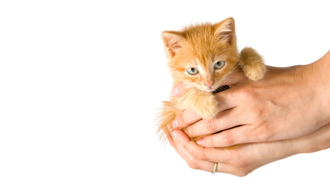 10-Month-Old Male Orange Cat Raises Tiny Foster Kittens as His Own Like the Ultimate Stepdad 