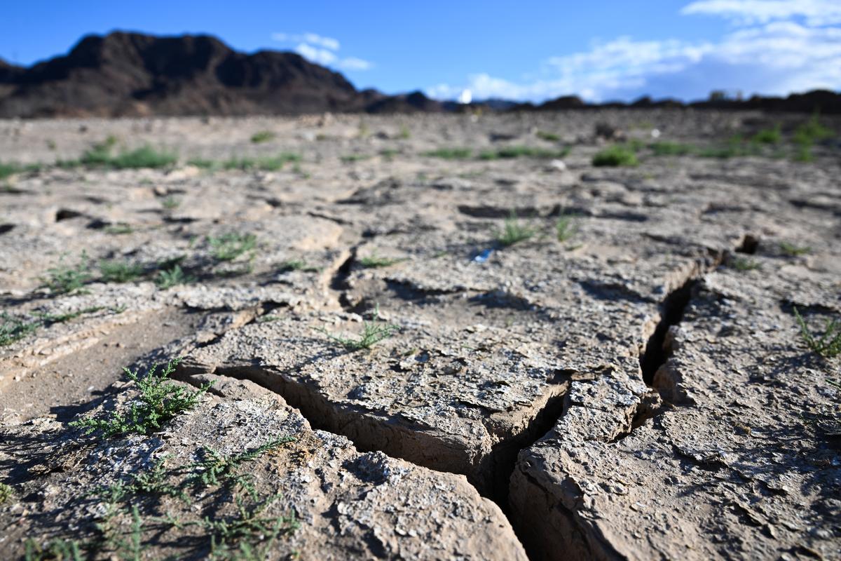  Plants grow from an exposed lake bed cracking and drying out during low water levels due to the Western drought on June 28, 2022, on Lake Mead along the Colorado River in Boulder City, Nevada. 