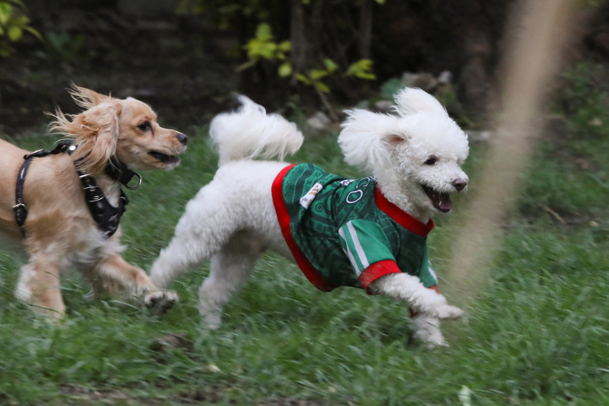 Mezcal, a dog, wears a jersey of Mexico's national football team as pets are dressed for the occasion during the 2026 FIFA World Cup, which Mexico is hosting with U.S. and Canada, in Mexico City, Mexico, June 20, 2026. REUTERS/Paola Garcia