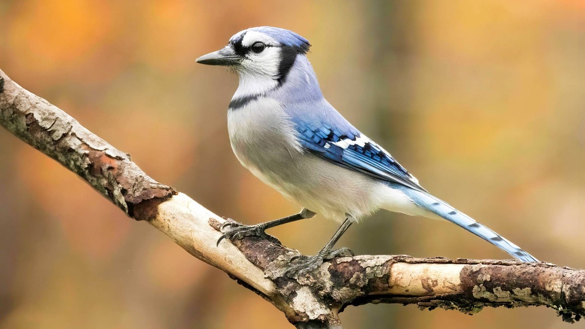 Man Becomes ‘Drunk' Blue Jay's Sober Buddy After Finding Him in the Yard 