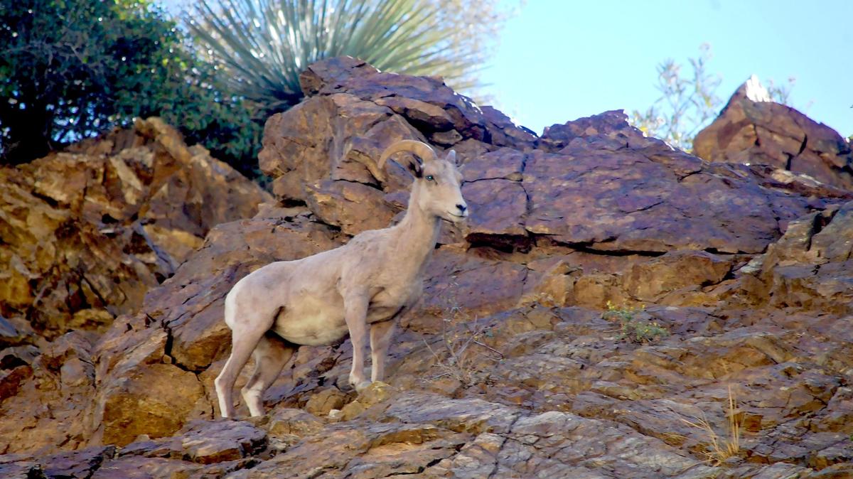 A bighorn sheep atop a mountainous cliff in the Angeles National Forest’s Sheep Mountain Wilderness, which is surrounded by various roadless areas. The Angeles, which is 700,000 acres, has about 95,000 acres of Inventoried Roadless Areas (IRAs). (photo by Steve Scauzillo/SCNG)