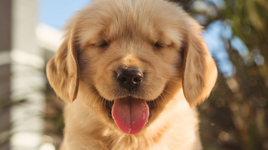 Golden Retriever Puppy Meets Tiny Ducklings and Instantly Becomes the 'Lifeguard on Duty' 