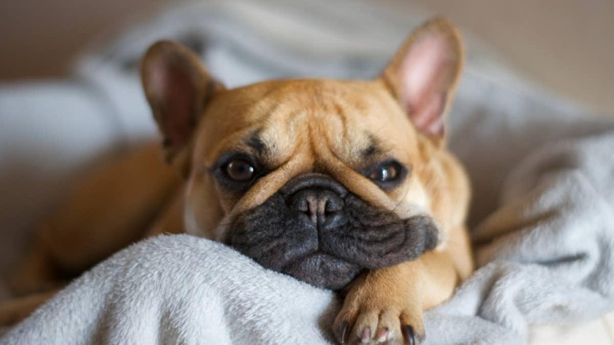 French Bulldog lying on a soft blanket. 