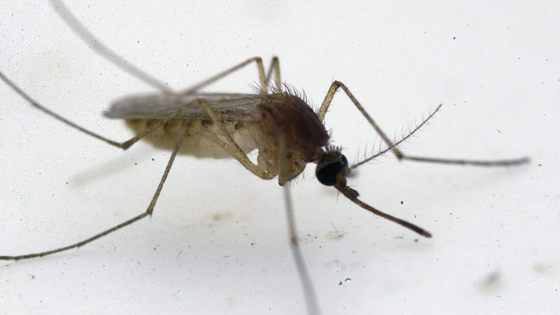 Mosquito-borne illnesses increasing in US