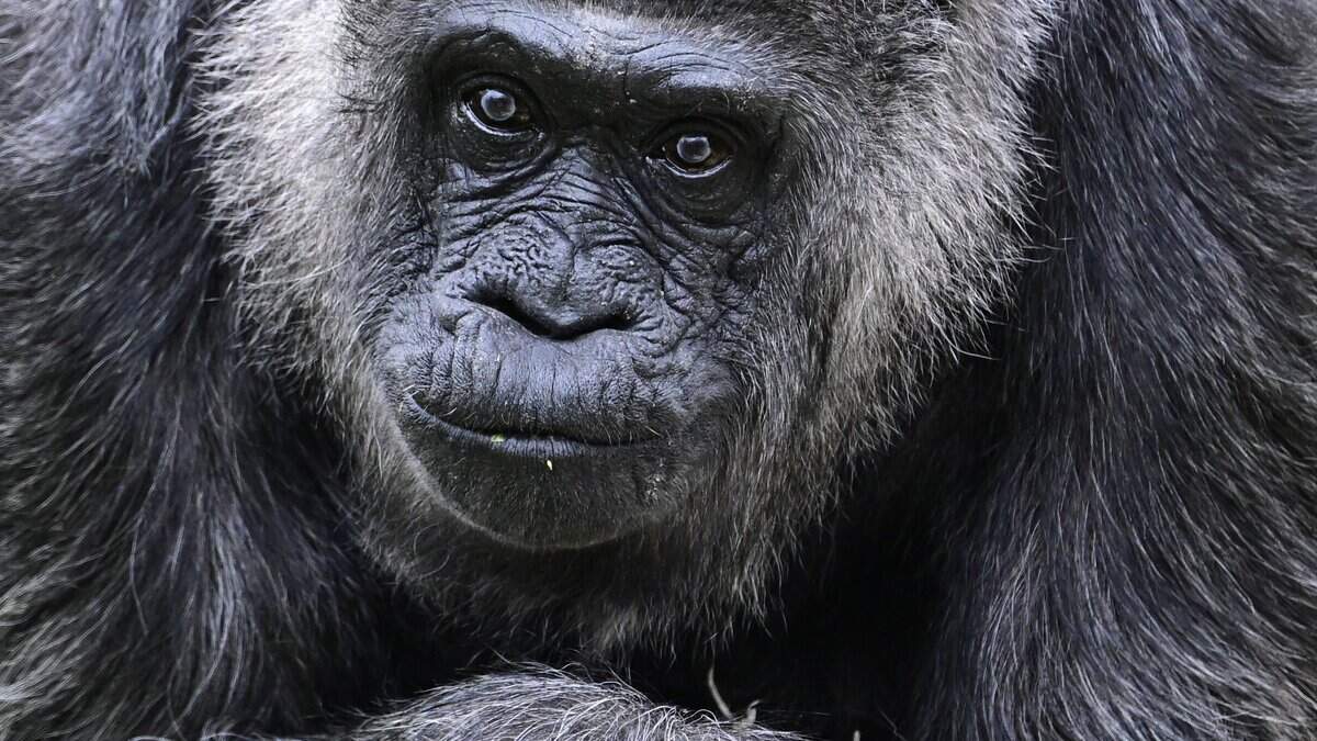 A Lowland gorilla in her enclosure at the Zoologischer Garten zoo in Berlin in April 2026. All the planet’s great apes laugh, and they often do so in the same kind of regular, repeating rhythm that humans do, scientists found in a small new study.