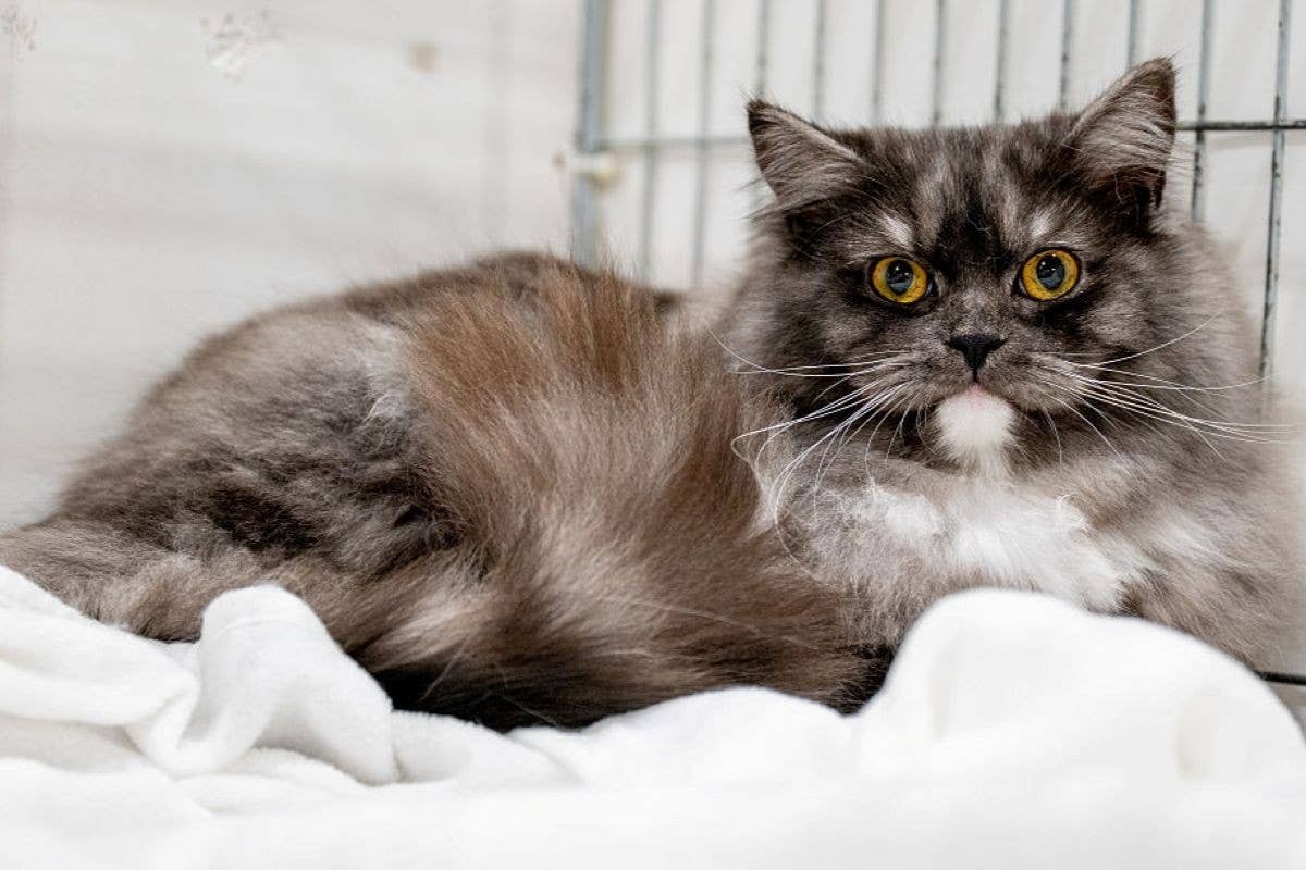  Ragamuffins have big, gentle energy and a look reminiscent of Maine Coons.