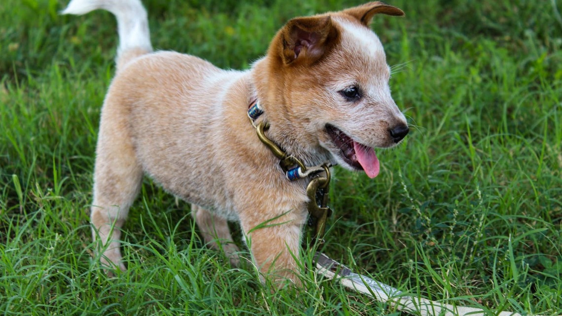 An Adoptable Heeler Puppy With a Heart Murmur Charmed an Entire Veterinary Office by Cuddling Up to Every Person She Met 