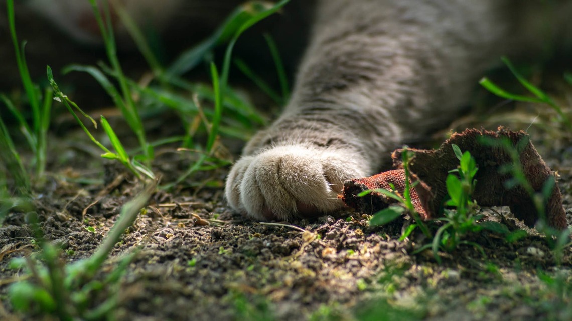 Tiny Munchkin Kitten Touches Grass for the First Time and Is Clearly in Total Awe 