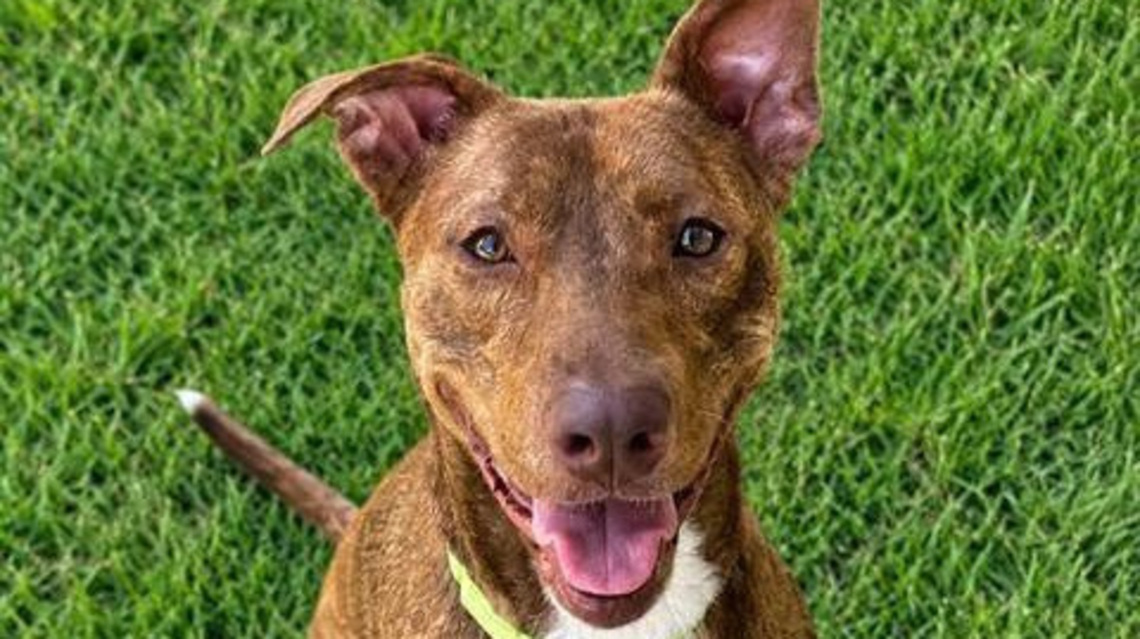 Take your pick from these dogs and cats yearning for a home 