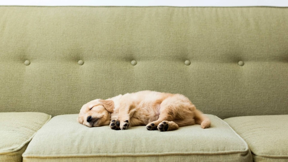Golden Retriever Puppy Makes the Sweetest Little Noises While Fast Asleep 