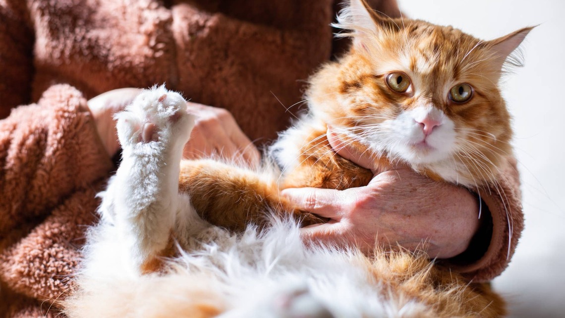 Newly Adopted Senior Cat Looks Like a 'Well-Loved Stuffed Animal With Fluffy Pants On' 