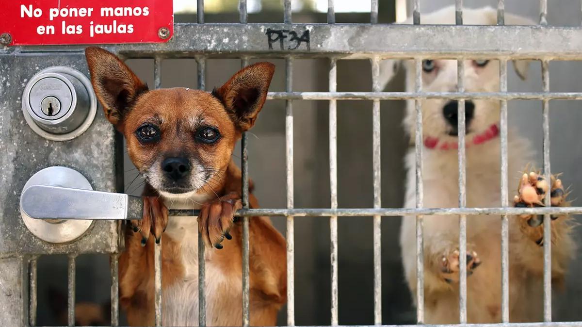 Dogs looking out of their kennels at Chesterfield Square South Los Angeles Animal Services Center in 2024. (Christina House/Los Angeles Times/TNS)