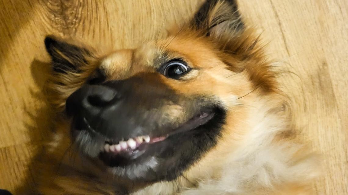 Fluffy Corgi's Adorable 'Hello' for Mom Makes Him the Cutest Hype Man 