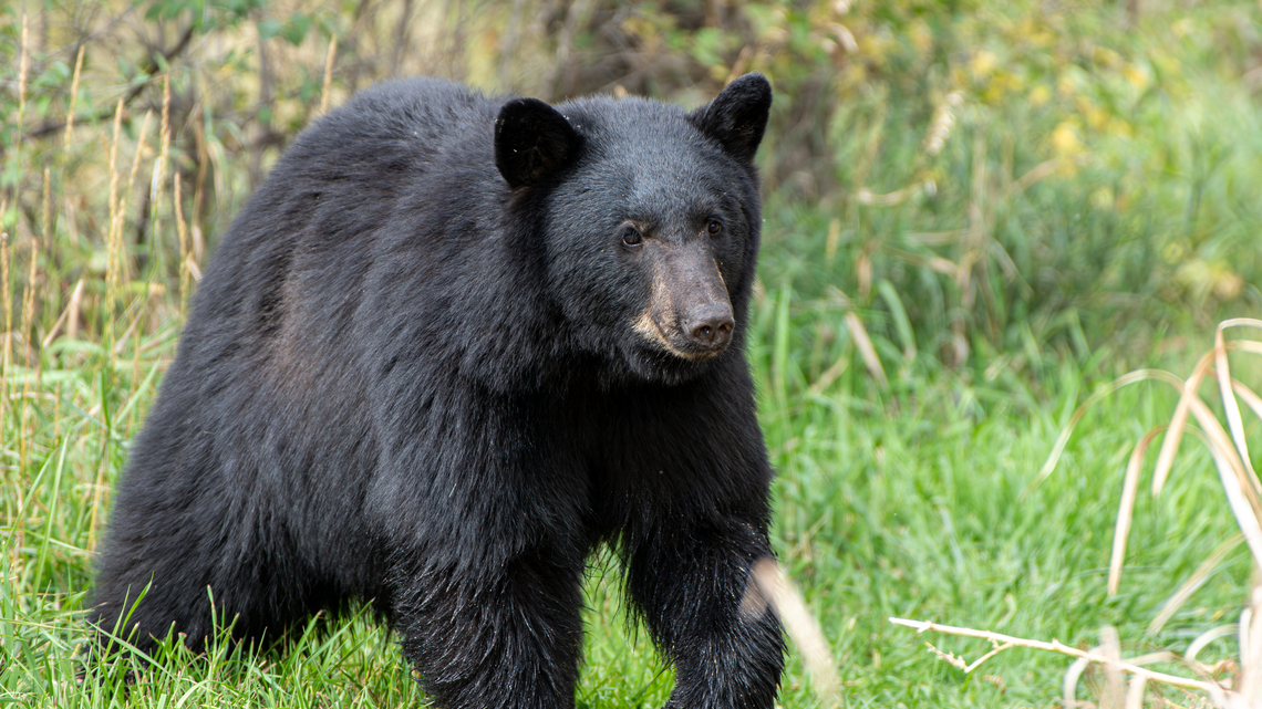 Takeaways from two more bear attacks that occurred in Colorado, one involving camper 