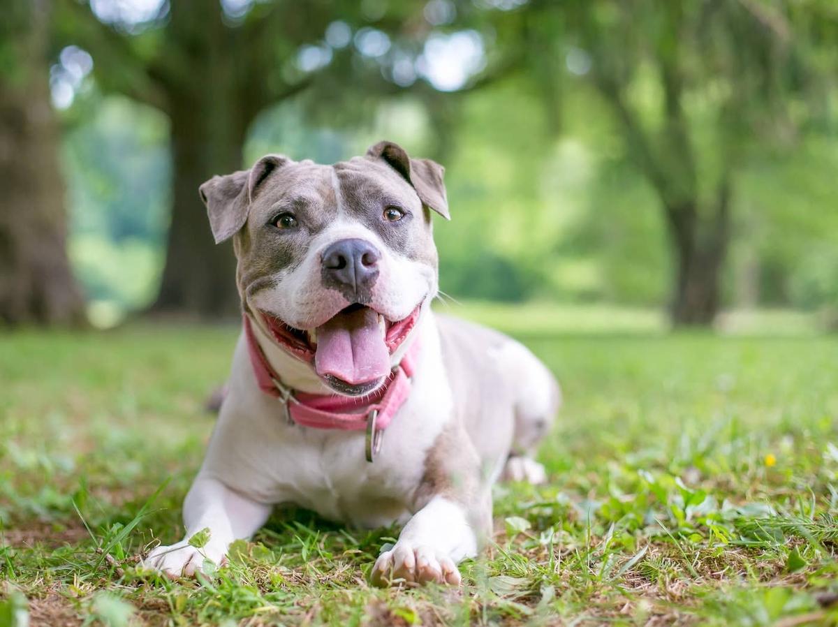  A happy Staffy sitting in some grass.