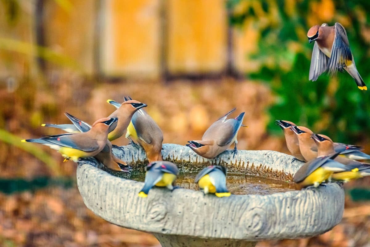  With the right habitat, your yard can become a favorite stop for neighborhood birds.