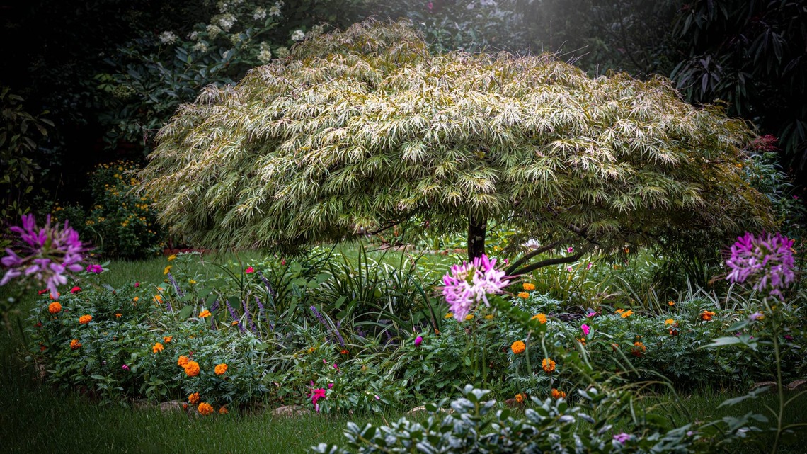 Landscape Designers Say Every Small Yard Needs This Tree  