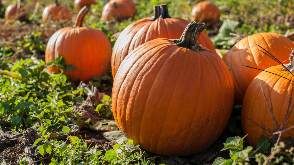 Here are 12 places to pick apples, pumpkins around Louisville, Kentucky 