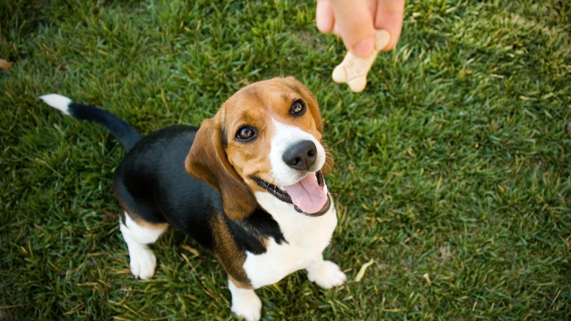 These Nutritious Dog Treats From a Top-Rated Brand Are 25% Off During Amazon Pet Days 