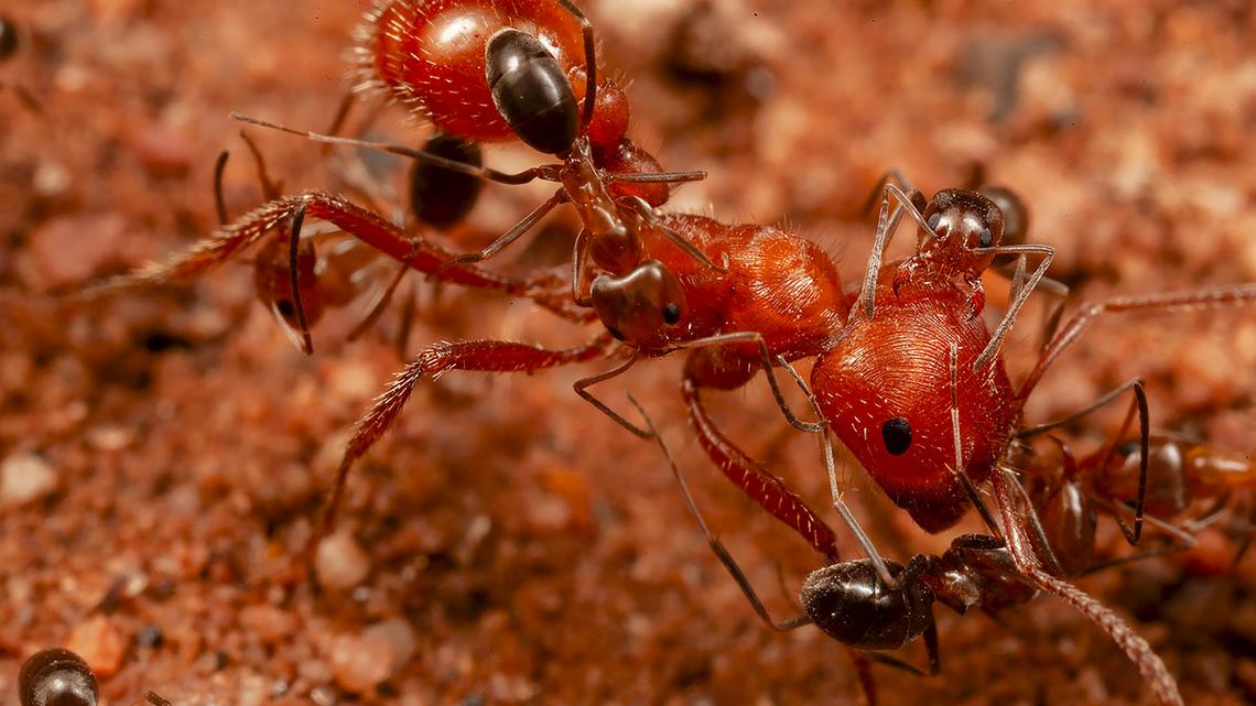 Two ant species form 'cleaning station' in the desert