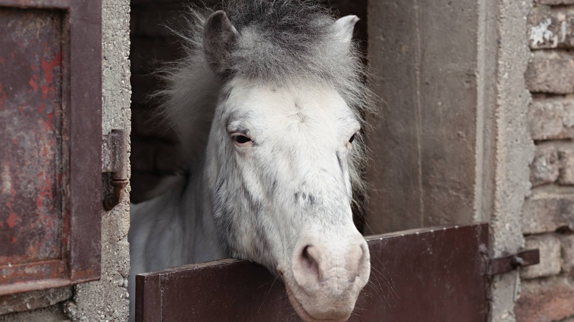 Dramatic Welsh Pony Stands in Front of a Fan Like He's Having a Hot Flash