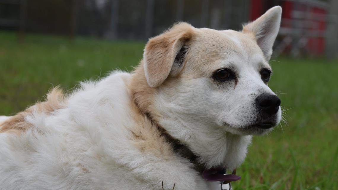 Dog Rescuer Fosters a Shelter Dog With 'Zero Interest' and Completely Transforms His Life 