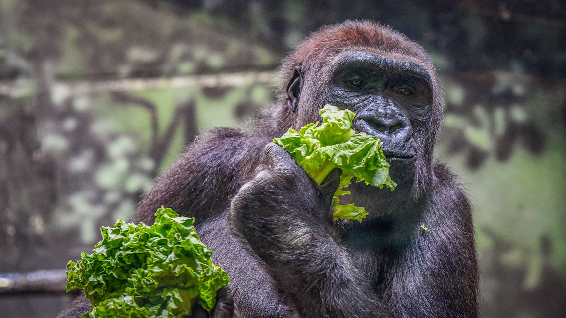 Louisville Zoo offers free admission all weekend for first responders 