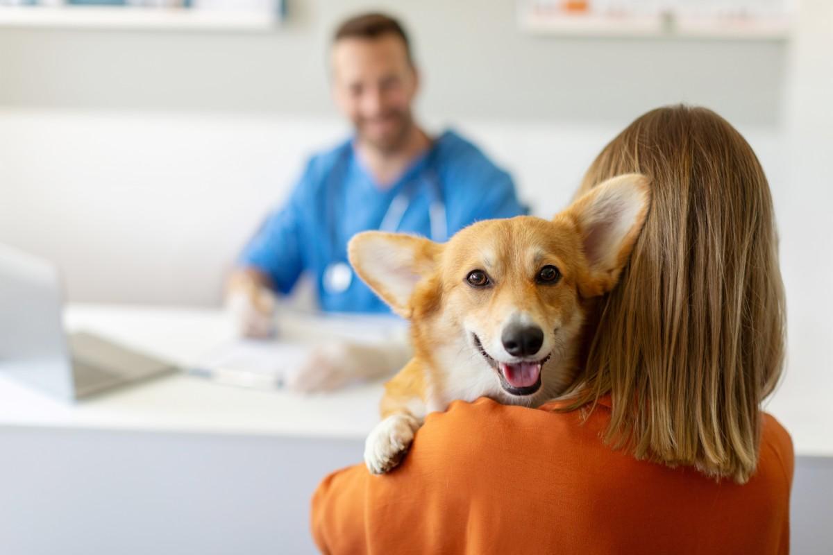Corgi dog looking at camera being held by his female owner at vet clinic, selective focus on woman and pet. Pet health care concept.