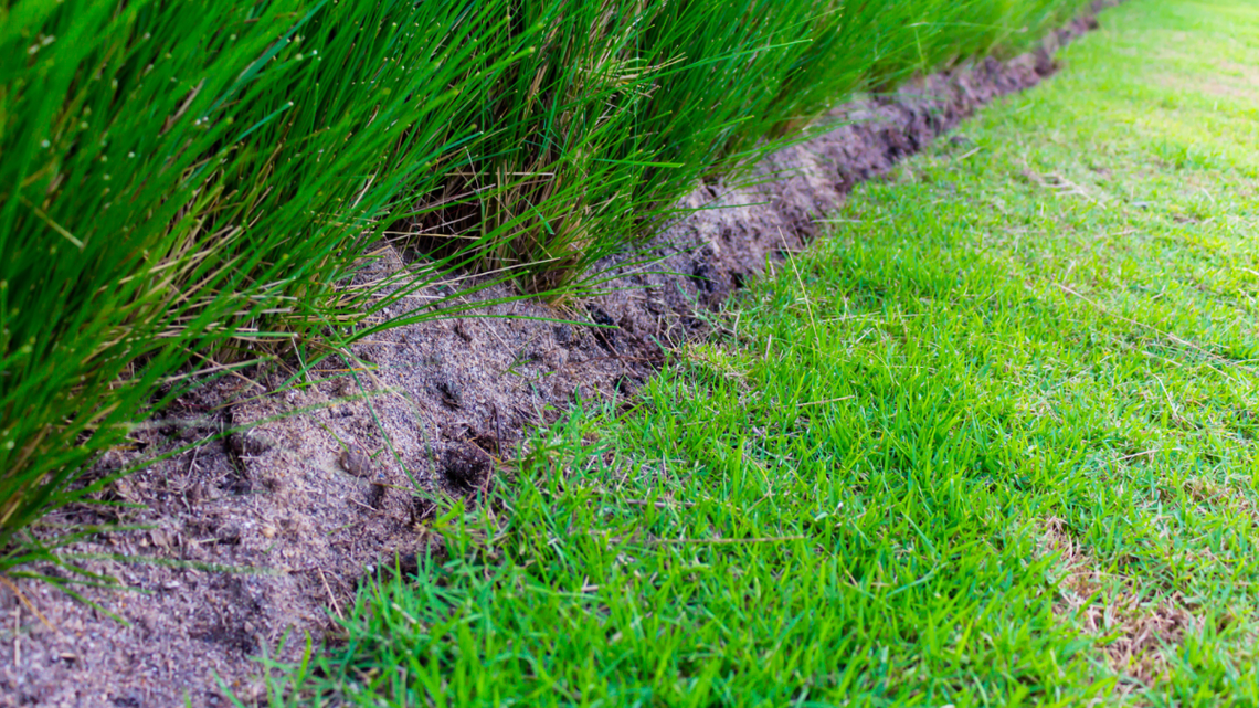 Why Most Grass Fails in Sandy Soil-And the Types That Actually Thrive 