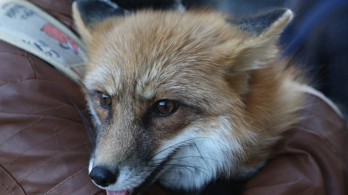 This Woman Lets a Fox Inside During a Thunderstorm, and He Makes Himself Right at Home 