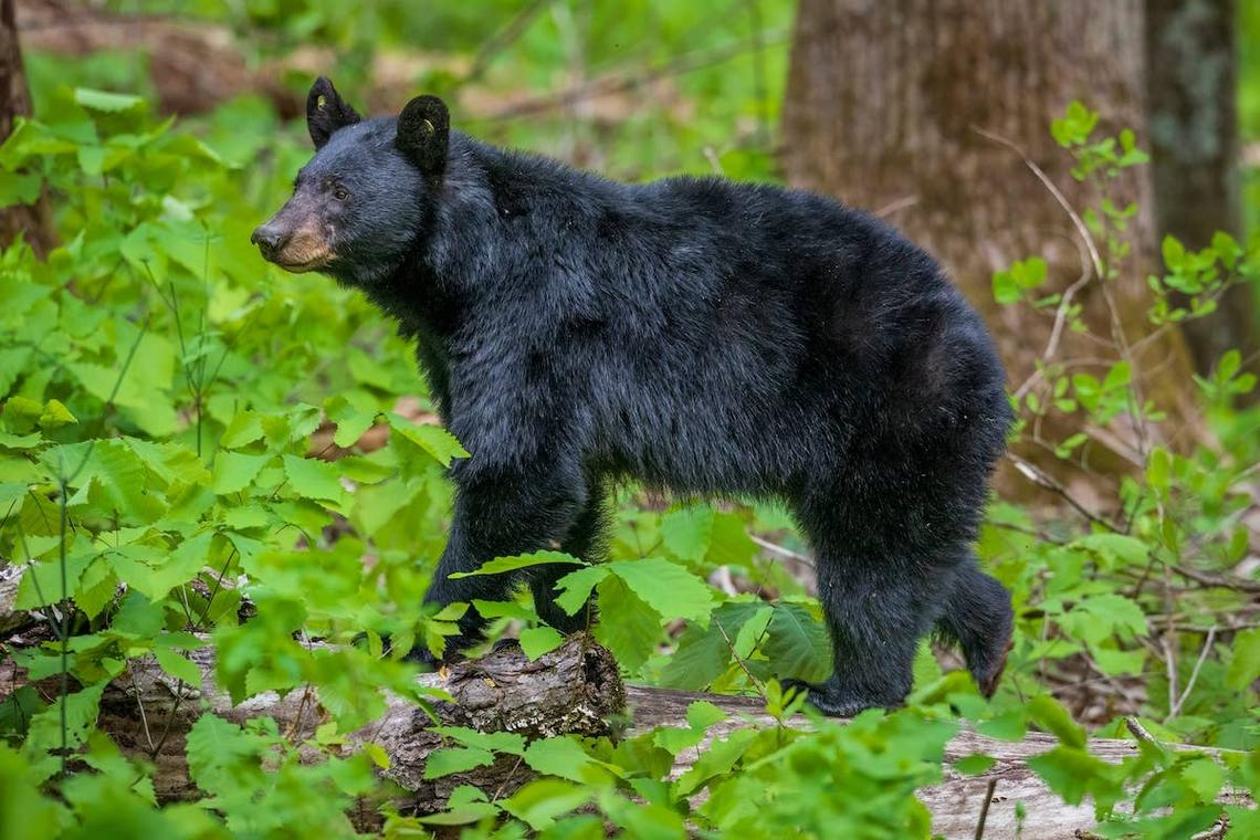 Black bear walking.