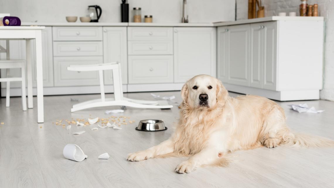 Golden Retriever Picks a Daily Fight With the Kitchen Trash Can and It's Hilarious 
