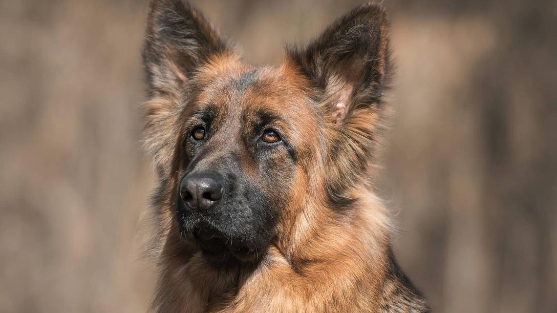 German Shepherd Walks Down the Road With the Most Unexpected Companion 