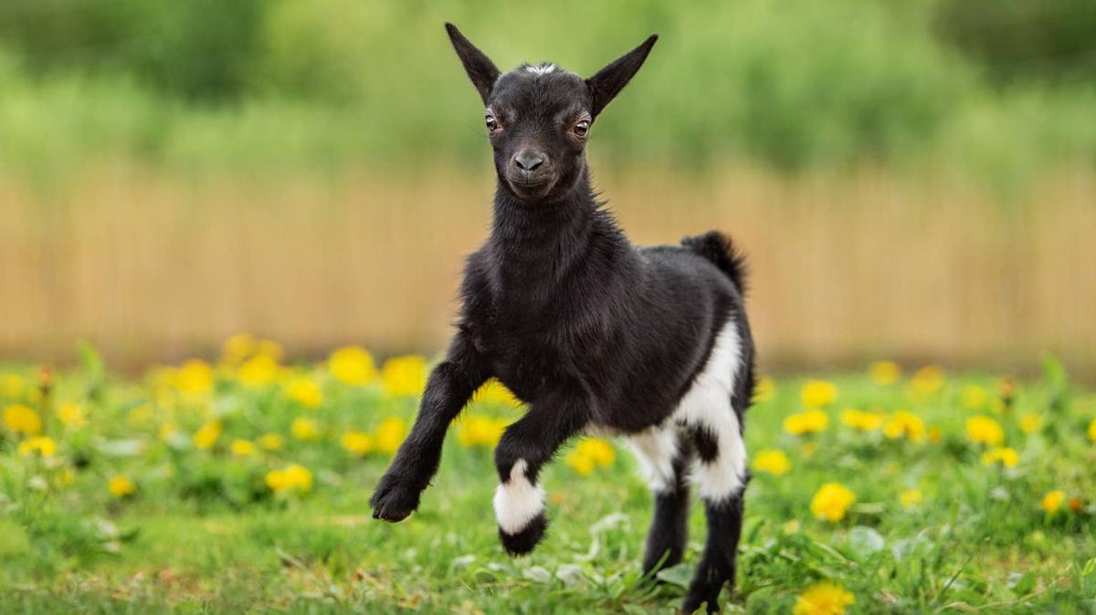 mini goat. 