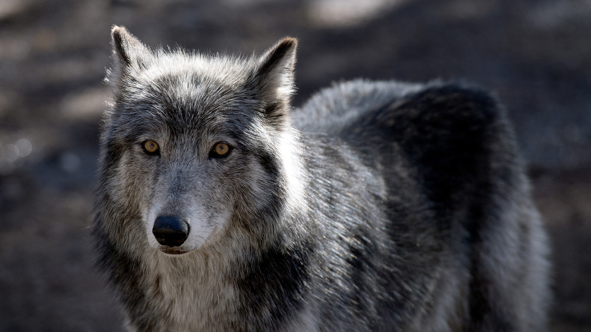 A wolf stands inside its enclosure at the Colorado Wolf and Wildlife Center in Divide, Colorado, on March 28, 2023. (Jason Connolly/AFP/Getty Images/TNS)