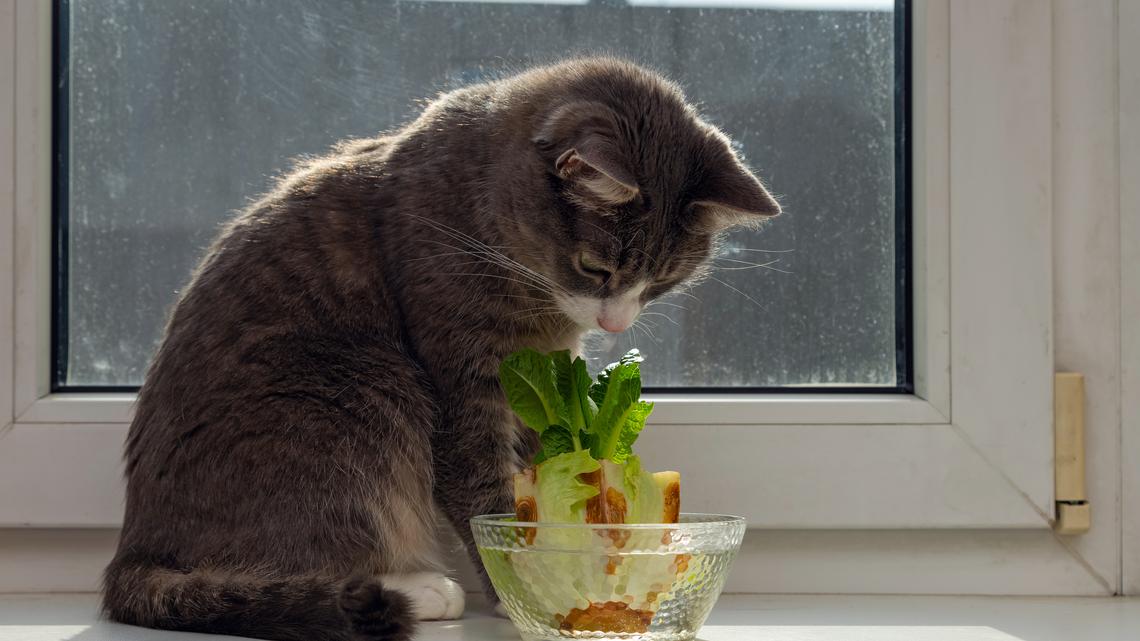 Cat Owner Decides To Grow Her Own Lettuce at Home, Reason Warms Hearts  