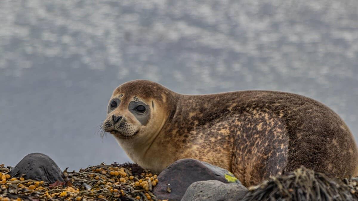A close-up of a seal lying on some rocks.