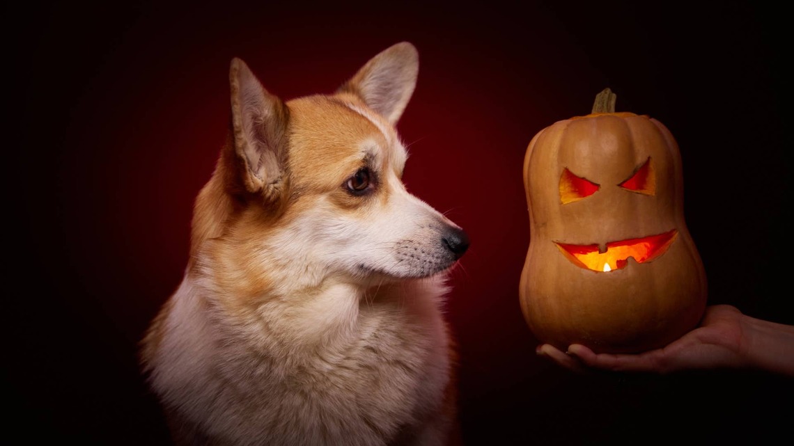 Watch These Adorable Corgis and Their Human Get Ready for the Fall Season Together 