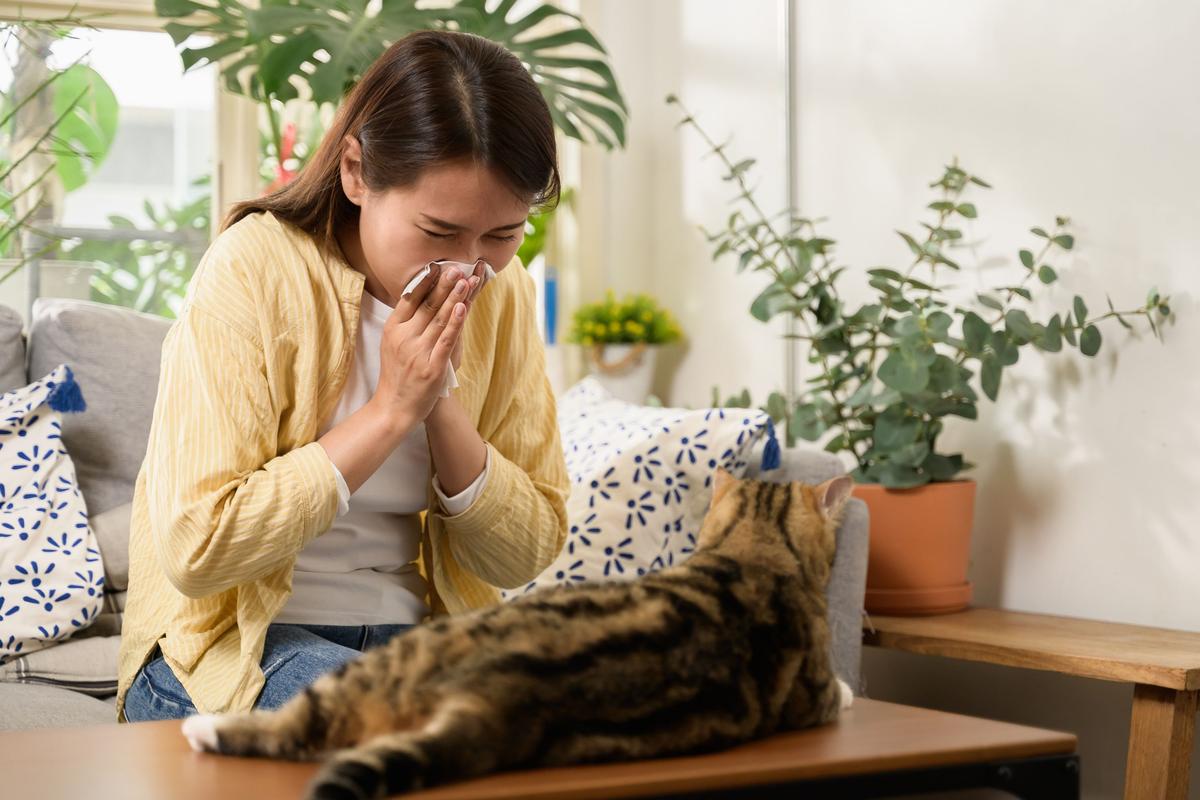 A stock image of a woman sneezing into a tissue, as she’s allergic to the cat sitting in front of her. 
