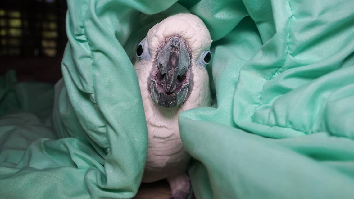 Devoted Cockatoo Guards Sleeping Dad in Sweet Clip 