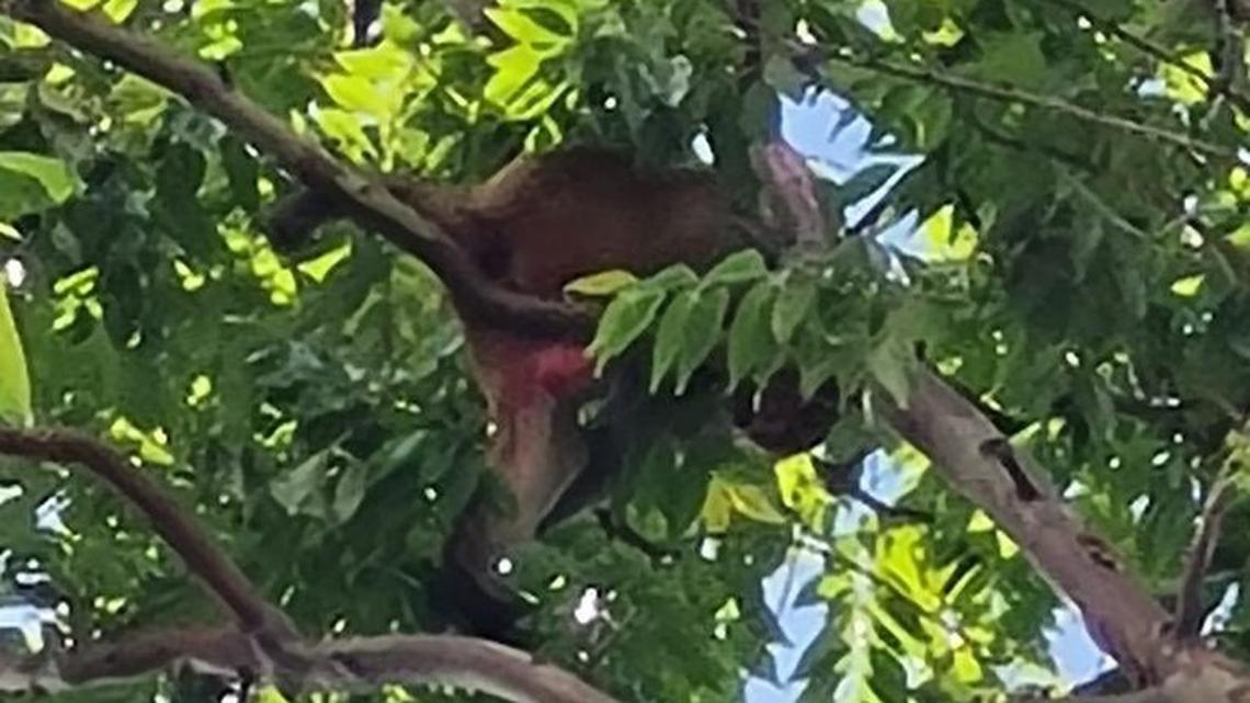 A rhesus macaque has been is loose in San Juan, Puerto Rico, evading capture from authorities.