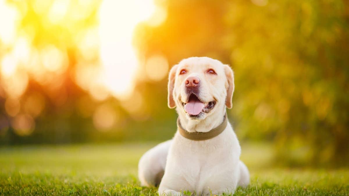 Happy Labrador Retriever lying in the grass at sunset. 