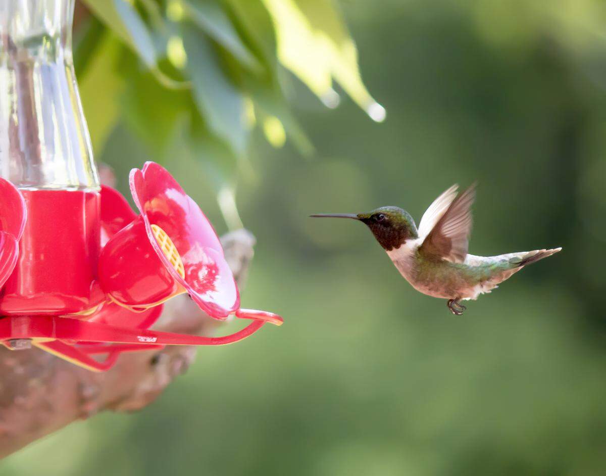 A ruby-throated hummingbird hovers in midair as it approaches a bright red feeder for a drink. (Dreamstime/TNS)