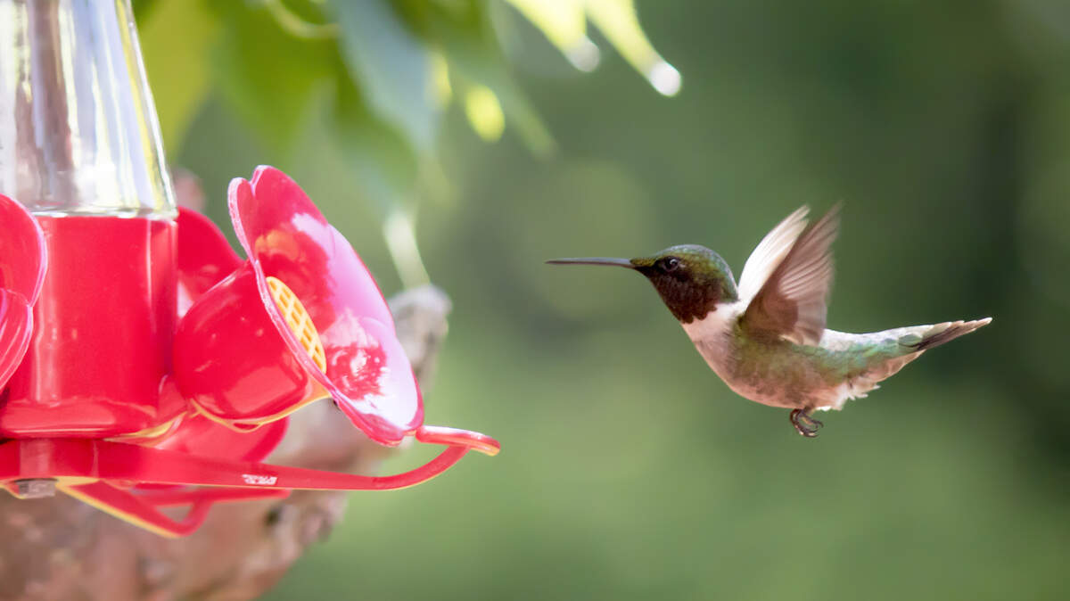 Photos of rare hummingbirds in NC: Color, size, wings, bills | Raleigh ...