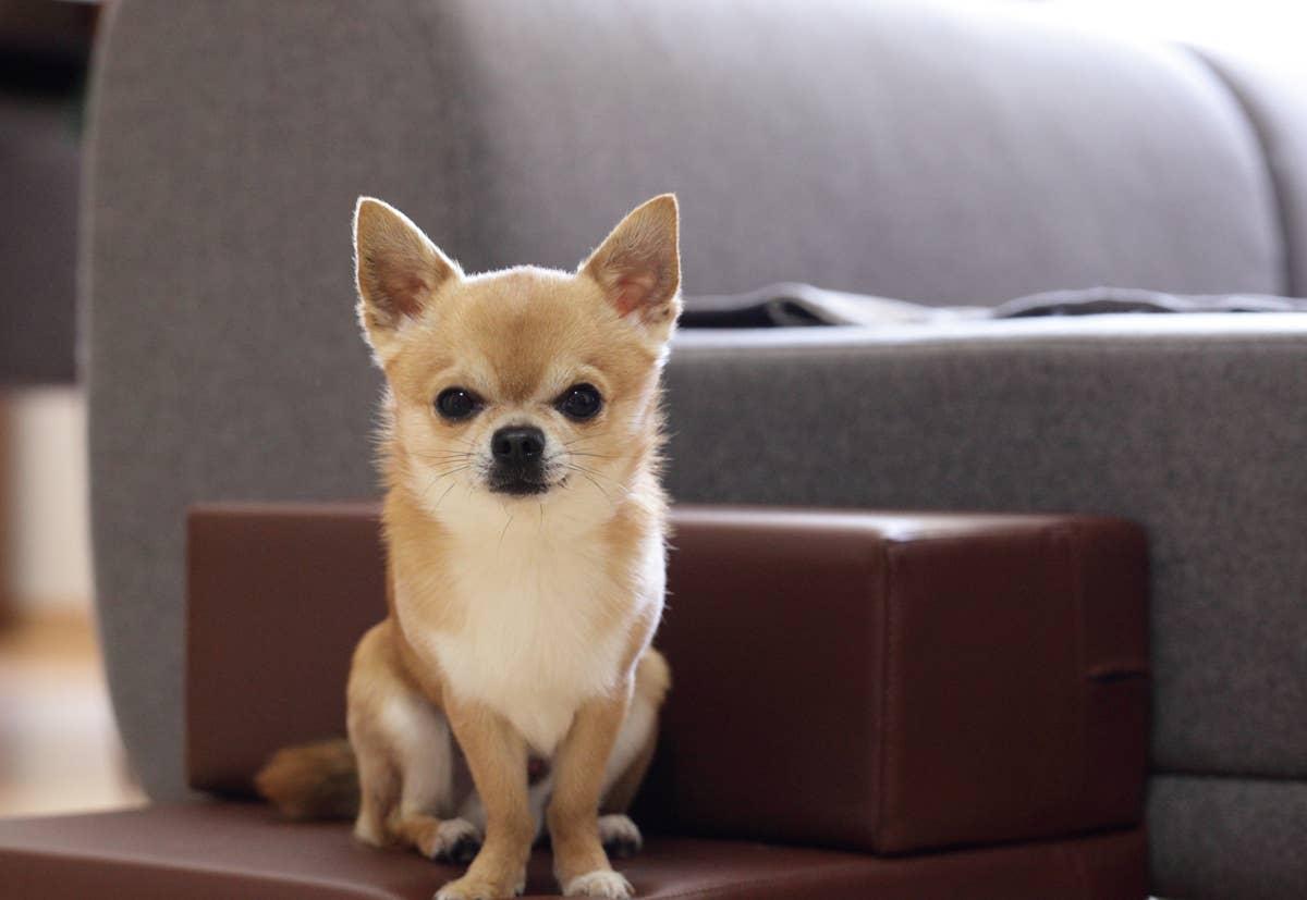  A Chihuahua, one of the best lap dogs for singles.