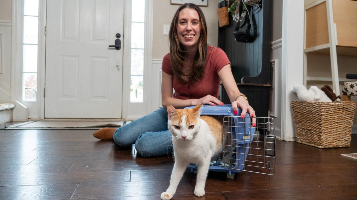 Tips for keeping your cat comfortable and safe during a road trip.