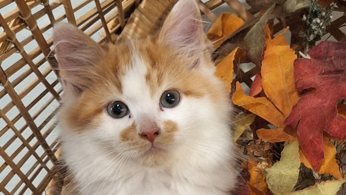 Pet of the Week: Tate is a sweet and shy kitten