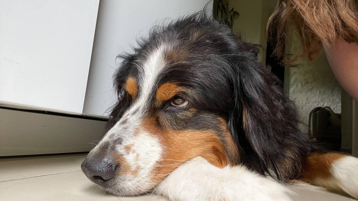 Dog Seriously Over Her New Poodle Brother, and Her Reaction Says It All 