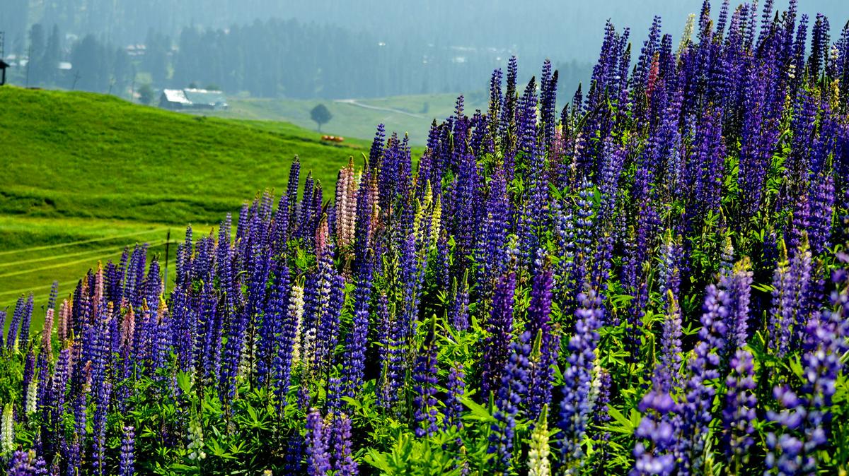 Wild violets blooming in India.